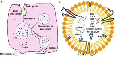 Stem Cell-Derived Exosomes Potential Therapeutic Roles in Cardiovascular Diseases